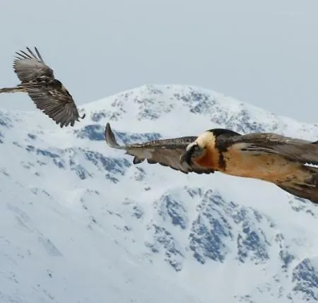 Morigglhof Mals im Vinschgau